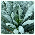 thumbnail image 1 of Everwilde Farms - 1 oz Lacinato Kale Seeds - Gold Vault Bulk Seed Packet, 1 of 3