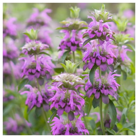 Everwilde Farms - 1 oz Lemon Mint Native Wildflower Seeds - Gold Vault Bulk Seed Packet
