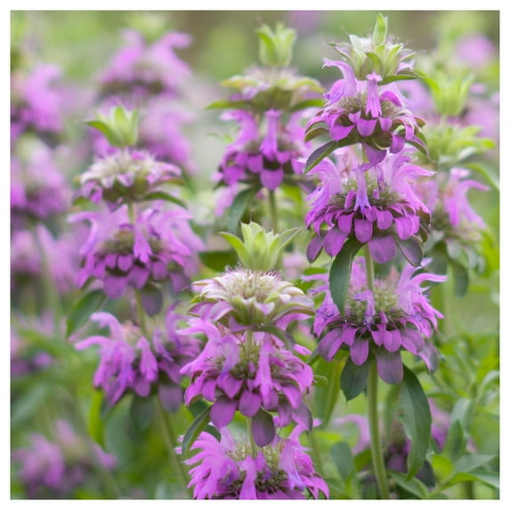 Everwilde Farms - 1 oz Lemon Mint Native Wildflower Seeds - Gold Vault Bulk Seed Packet