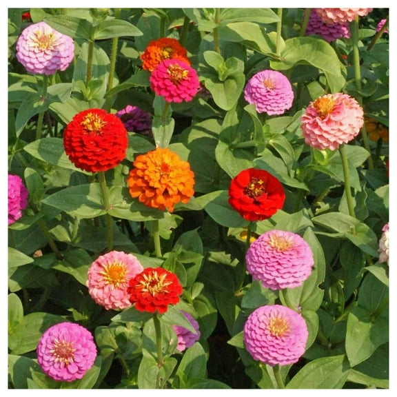 Everwilde Farms - 1 oz Lilliput Mixed Zinnia Garden Flower Seeds - Gold Vault Bulk Seed Packet