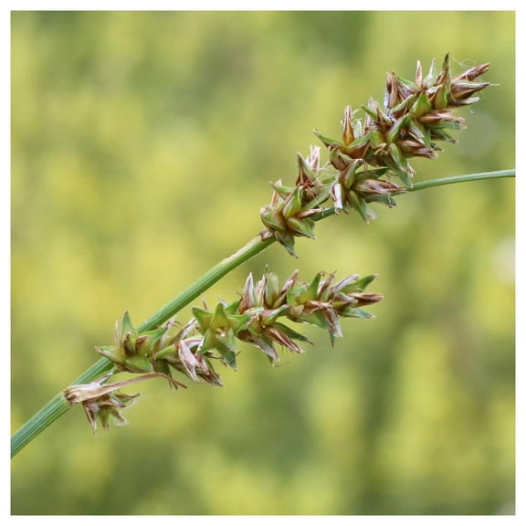 Everwilde Farms - 1 oz Long Awned Bracted Sedge Native Grass Seeds - Gold Vault Bulk Seed Packet