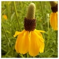 thumbnail image 1 of Everwilde Farms - 1 oz Long Headed Coneflower Native Wildflower Seeds - Gold Vault Bulk Seed Packet, 1 of 4
