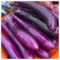 eggplant tobacco Rockefeller Mottahedeh "Tobacco Leaf" sold at auction on 18th June PDF) Reducing the nicotine content
