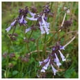thumbnail image 1 of Everwilde Farms - 1 oz Lyre Leaved Sage Native Wildflower Seeds - Gold Vault Bulk Seed Packet, 1 of 3