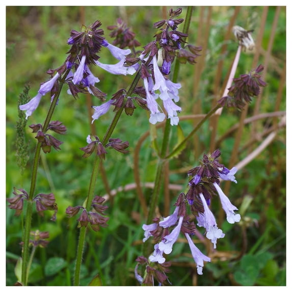 Everwilde Farms - 1 oz Lyre Leaved Sage Native Wildflower Seeds - Gold Vault Bulk Seed Packet