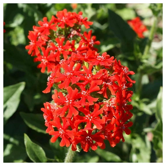 Everwilde Farms - 1 oz Maltese Cross Garden Flower Seeds - Gold Vault Bulk Seed Packet