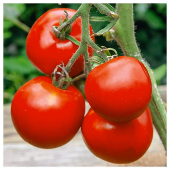 Everwilde Farms - 1 oz Manitoba Heirloom Tomato Seeds - Gold Vault Bulk Seed Packet