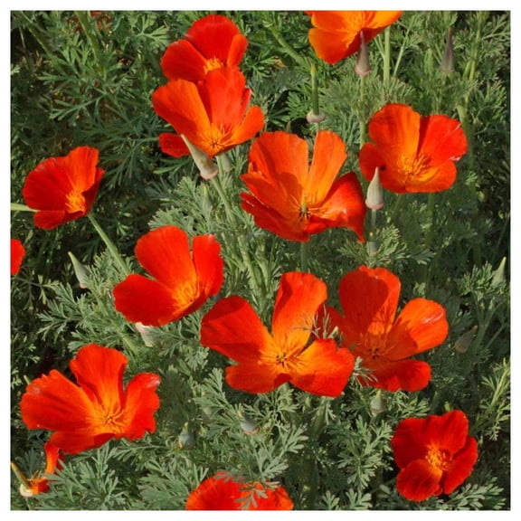 Everwilde Farms - 1 oz Mikado California Poppy Garden Flower Seeds - Gold Vault Bulk Seed Packet