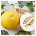thumbnail image 1 of Everwilde Farms - 1 oz Minnesota Midget Melon Seeds - Gold Vault Bulk Seed Packet, 1 of 2