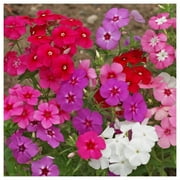 Everwilde Farms - 1 oz Mixed Annual Phlox Native Wildflower Seeds - Gold Vault Bulk Seed Packet