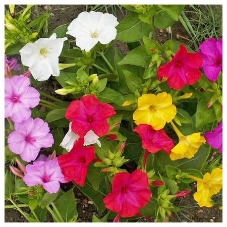 Everwilde Farms - 1 oz Mixed Four O Clock Garden Flower Seeds - Gold Vault Bulk Seed Packet