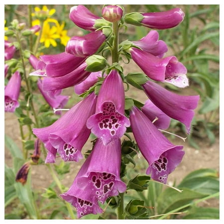 Everwilde Farms - 1 oz Mixed Foxglove Garden Flower Seeds - Gold Vault Bulk Seed Packet
