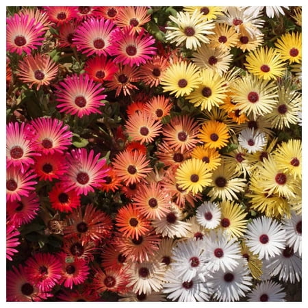 Everwilde Farms - 1 oz Mixed Ice Plant Garden Flower Seeds - Gold Vault Bulk Seed Packet