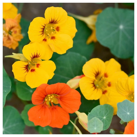 Everwilde Farms - 1 oz Mixed Nasturtium Garden Flower Seeds - Gold Vault Bulk Seed Packet