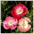 thumbnail image 1 of Everwilde Farms - 1 oz Mixed Single Poppy Garden Flower Seeds - Gold Vault Bulk Seed Packet, 1 of 3