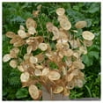 thumbnail image 1 of Everwilde Farms - 1 oz Money Plant Garden Flower Seeds - Gold Vault Bulk Seed Packet, 1 of 4