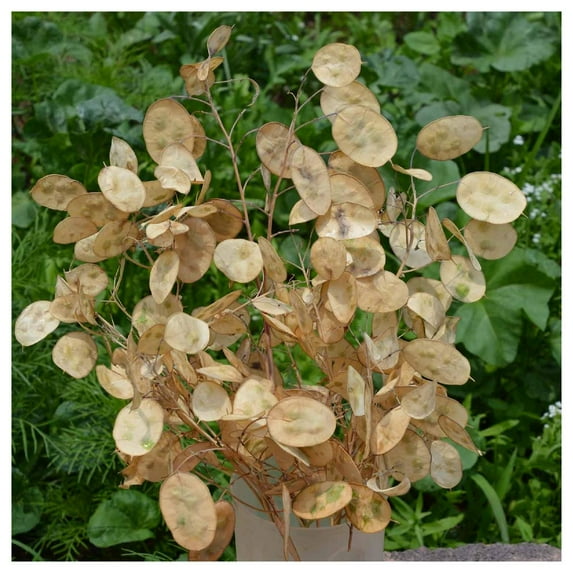 Everwilde Farms - 1 oz Money Plant Garden Flower Seeds - Gold Vault Bulk Seed Packet
