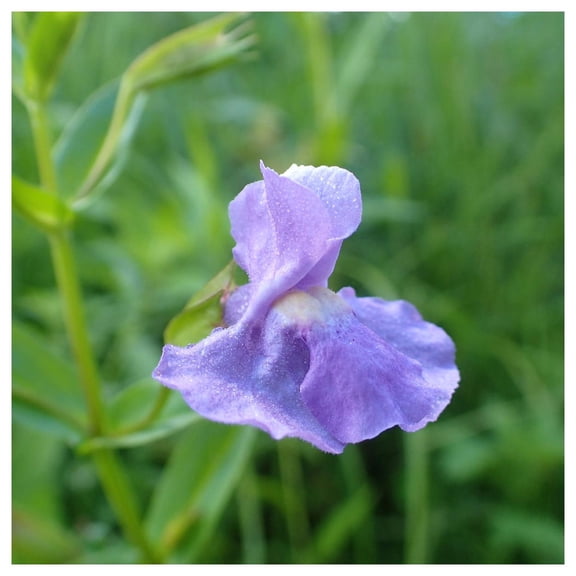 Everwilde Farms - 1 oz Monkey Flower Native Wildflower Seeds - Gold Vault Bulk Seed Packet