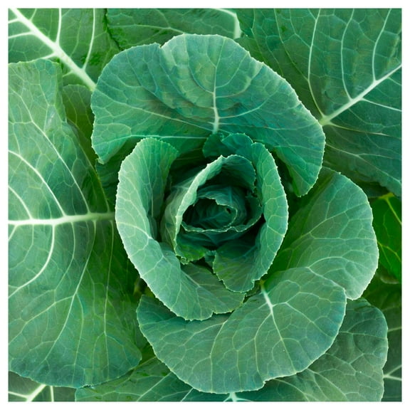 Everwilde Farms - 1 oz Morris Heading Collard Seeds - Gold Vault Bulk Seed Packet
