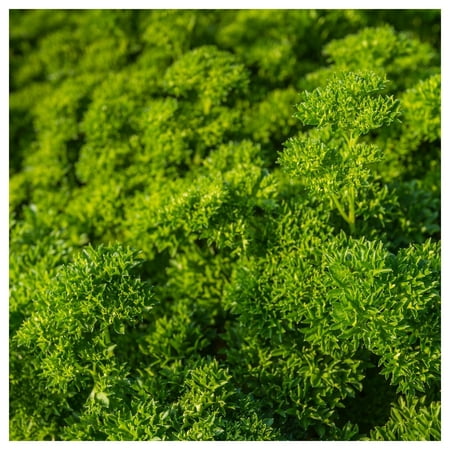 Everwilde Farms - 1 oz Moss Curled Parsley Seeds - Gold Vault Bulk Seed Packet