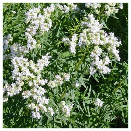 Everwilde Farms - 1 oz Mountain Mint Native Wildflower Seeds - Gold Vault Bulk Seed Packet