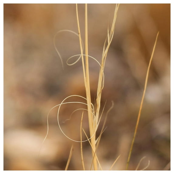 Everwilde Farms - 1 oz Needle And Thread Grass Native Grass Seeds - Gold Vault Bulk Seed Packet