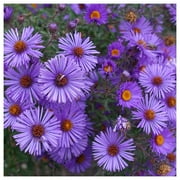 Everwilde Farms - 1 oz New England Aster Native Wildflower Seeds - Gold Vault Bulk Seed Packet
