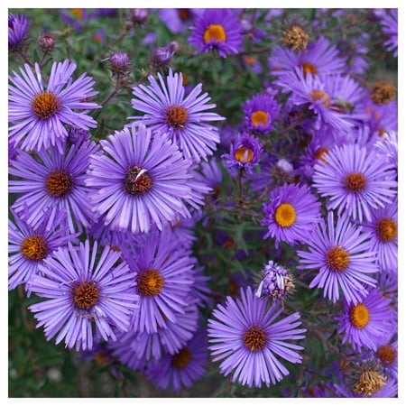 Everwilde Farms - 1 oz New England Aster Native Wildflower Seeds - Gold Vault Bulk Seed Packet