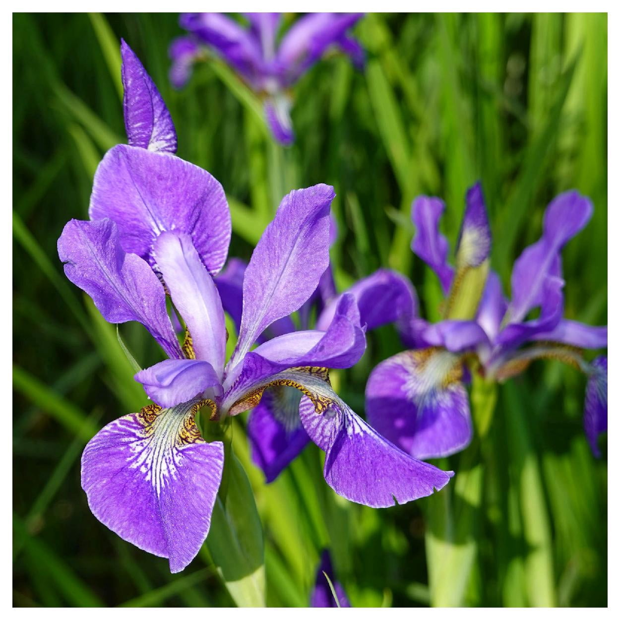 Everwilde Farms - 1 oz Northern Blue Flag Native Wildflower Seeds - Gold Vault Bulk Seed Packet