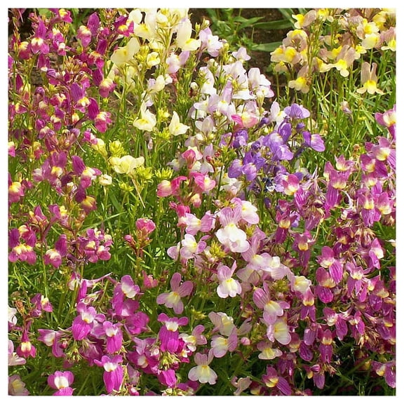 Everwilde Farms - 1 oz Northern Lights Mixed Snapdragon Garden Flower Seeds - Gold Vault Bulk Seed Packet