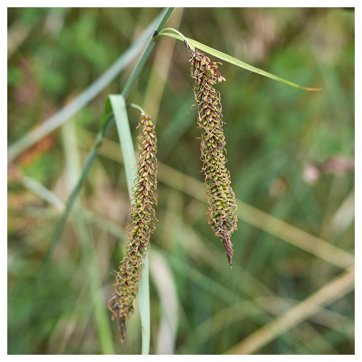 Everwilde Farms - 1 oz Northwest Territory Sedge Native Grass Seeds - Gold Vault Bulk Seed Packet