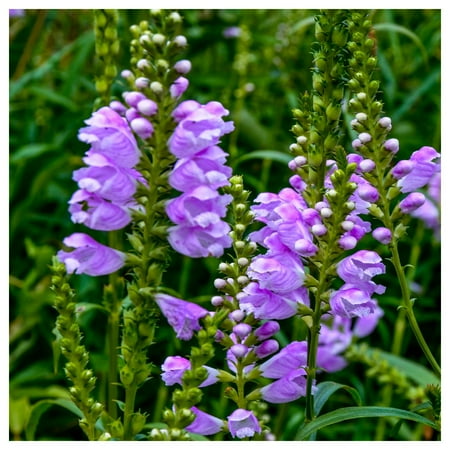 Everwilde Farms - 1 oz Obedient Plant Native Wildflower Seeds - Gold Vault Bulk Seed Packet