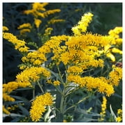 Everwilde Farms - 1 oz Old Field Goldenrod Native Wildflower Seeds - Gold Vault Bulk Seed Packet