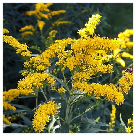 Everwilde Farms - 1 oz Old Field Goldenrod Native Wildflower Seeds - Gold Vault Bulk Seed Packet