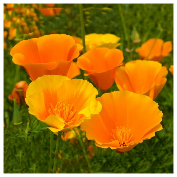 Everwilde Farms - 1 oz Orange California Poppy Native Wildflower Seeds - Gold Vault Bulk Seed Packet