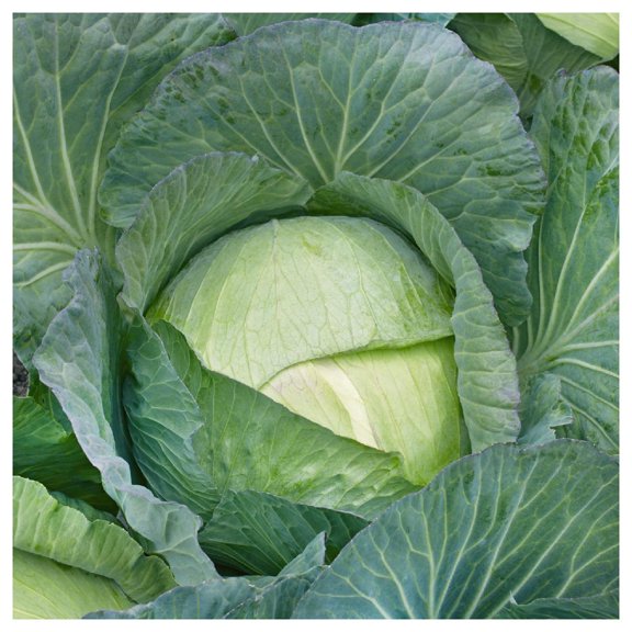 Everwilde Farms - 1 oz Organic All Seasons Cabbage Seeds - Gold Vault Bulk Seed Packet