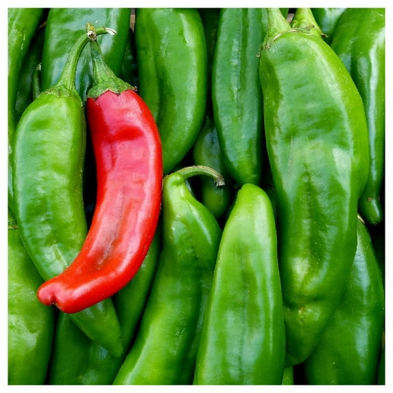 Everwilde Farms - 1 oz Organic Anaheim Chile Hot Pepper Seeds - Gold Vault Bulk Seed Packet