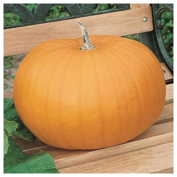 Everwilde Farms - 1 oz Organic Connecticut Field Pumpkin Seeds - Gold Vault Bulk Seed Packet