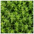 thumbnail image 1 of Everwilde Farms - 1 oz Organic English Thyme Herb Seeds - Gold Vault Bulk Seed Packet, 1 of 4