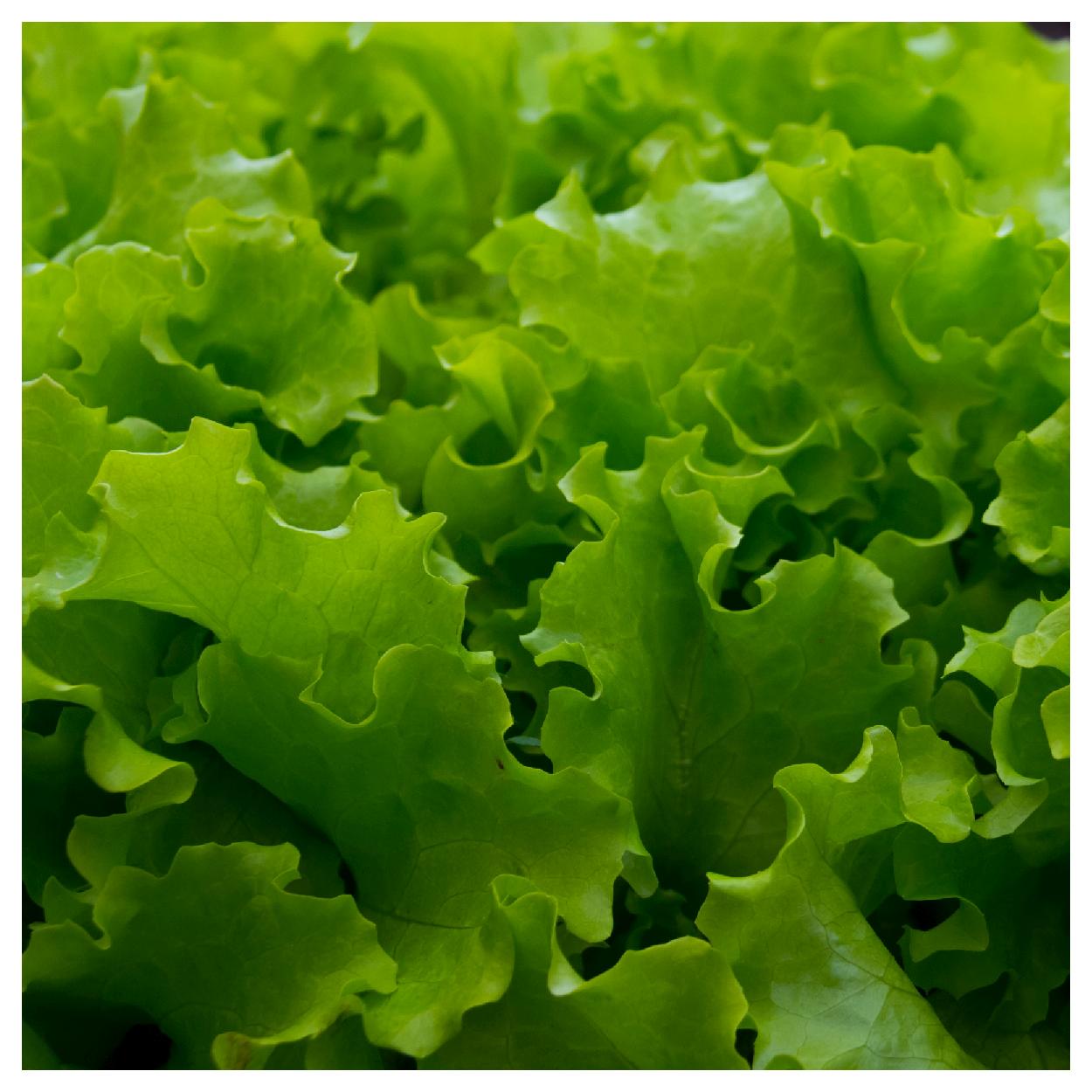 Everwilde Farms 1 oz Organic Great Lakes Butterhead Lettuce Seeds