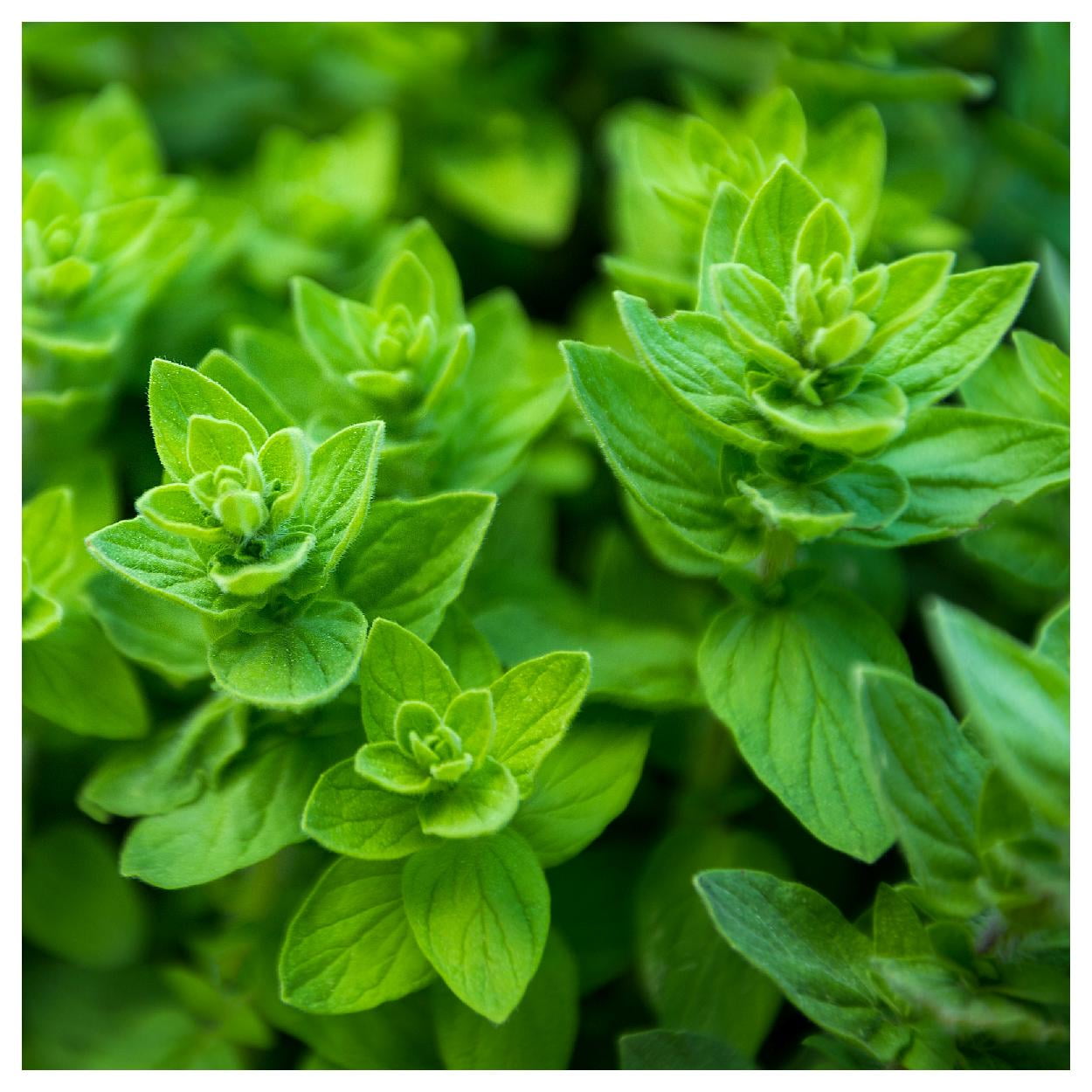 Everwilde Farms - 1 oz Organic Italian Oregano Herb Seeds - Gold Vault Bulk Seed Packet