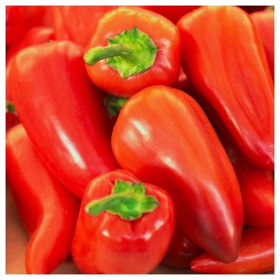 Everwilde Farms - 1 oz Organic Pimento Sweet Pepper Seeds - Gold Vault Bulk Seed Packet