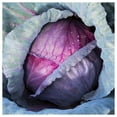 thumbnail image 1 of Everwilde Farms - 1 oz Organic Red Acre Cabbage Seeds - Gold Vault Bulk Seed Packet, 1 of 3