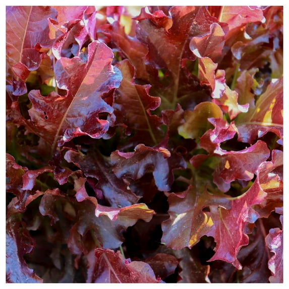 Everwilde Farms - 1 oz Organic Red Oakleaf Leaf Lettuce Seeds - Gold Vault Bulk Seed Packet