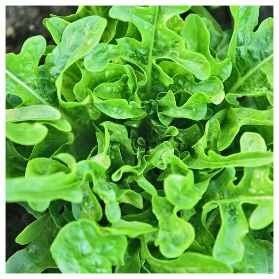 Everwilde Farms - 1 oz Organic Royal Oakleaf Leaf Lettuce Seeds - Gold Vault Bulk Seed Packet
