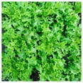 thumbnail image 1 of Everwilde Farms - 1 oz Organic Tango Leaf Lettuce Seeds - Gold Vault Bulk Seed Packet, 1 of 2