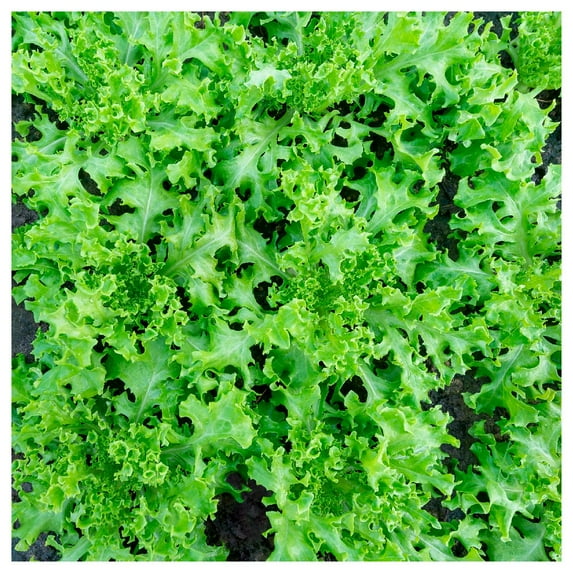 Everwilde Farms - 1 oz Organic Tango Leaf Lettuce Seeds - Gold Vault Bulk Seed Packet