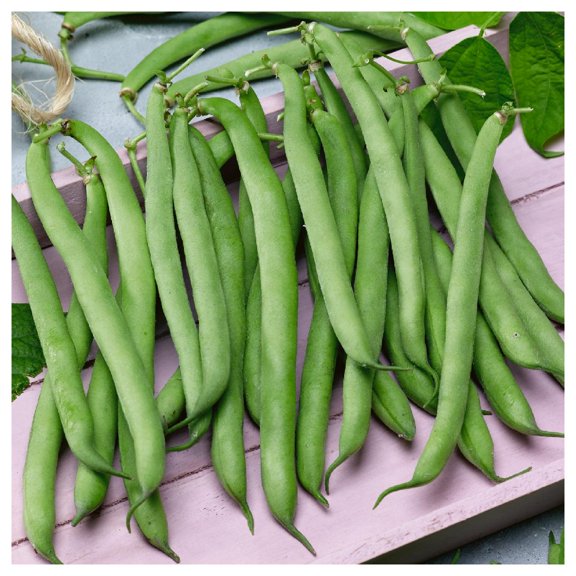 Everwilde Farms - 1 oz Organic Tenderette Green Bush Bean Seeds - Gold Vault Bulk Seed Packet