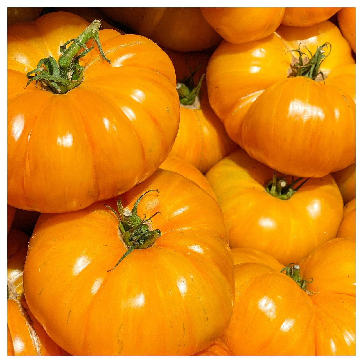 Everwilde Farms 1 oz Organic Yellow Brandywine Heirloom Tomato Seeds