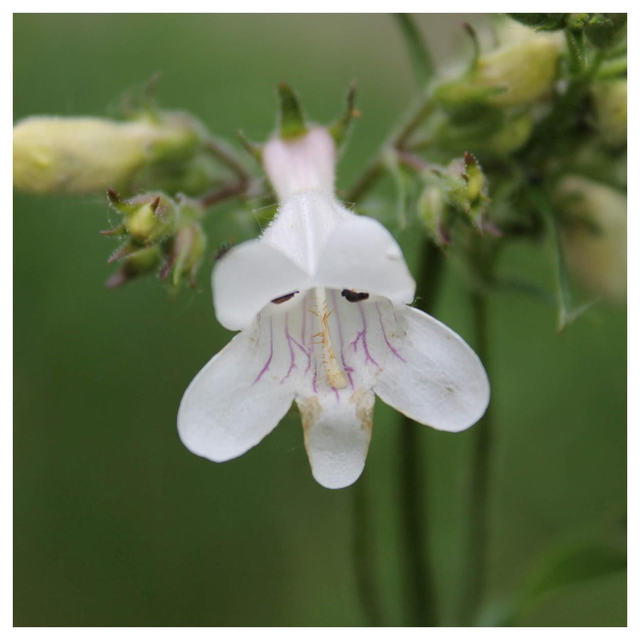 Everwilde Farms - 1 oz Pale Beardtongue Native Wildflower Seeds - Gold Vault Bulk Seed Packet